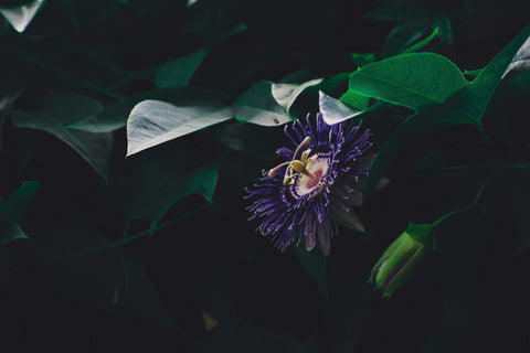 Passion Flower Extract: A Natural Remedy for Calm and Wellness